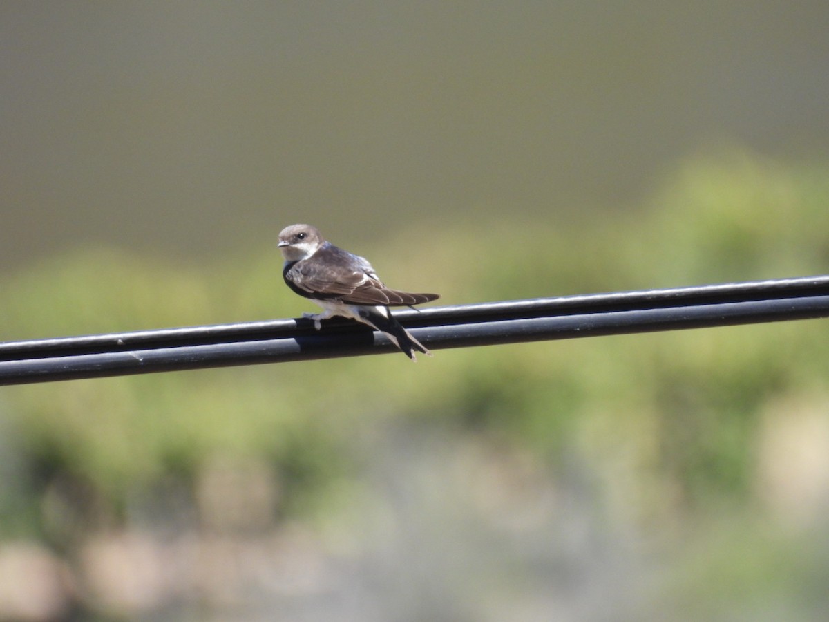 Western House-Martin - ML598503191