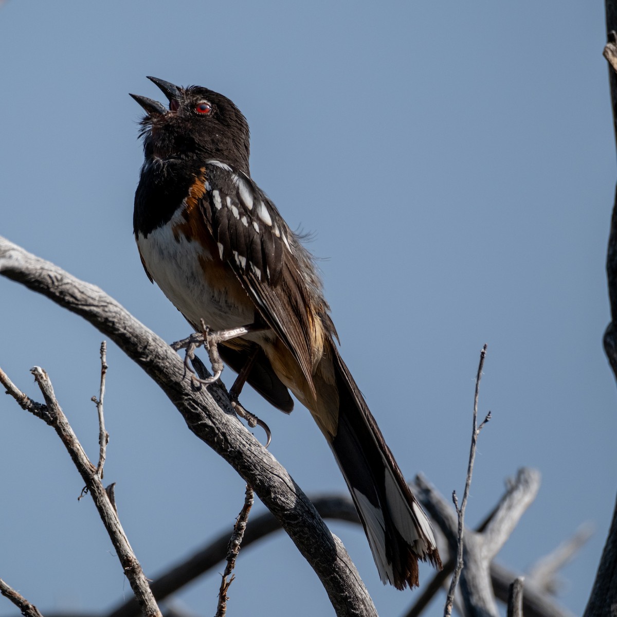 Spotted Towhee - ML598505491
