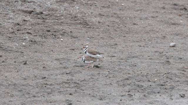 Three-banded Plover - ML598505541