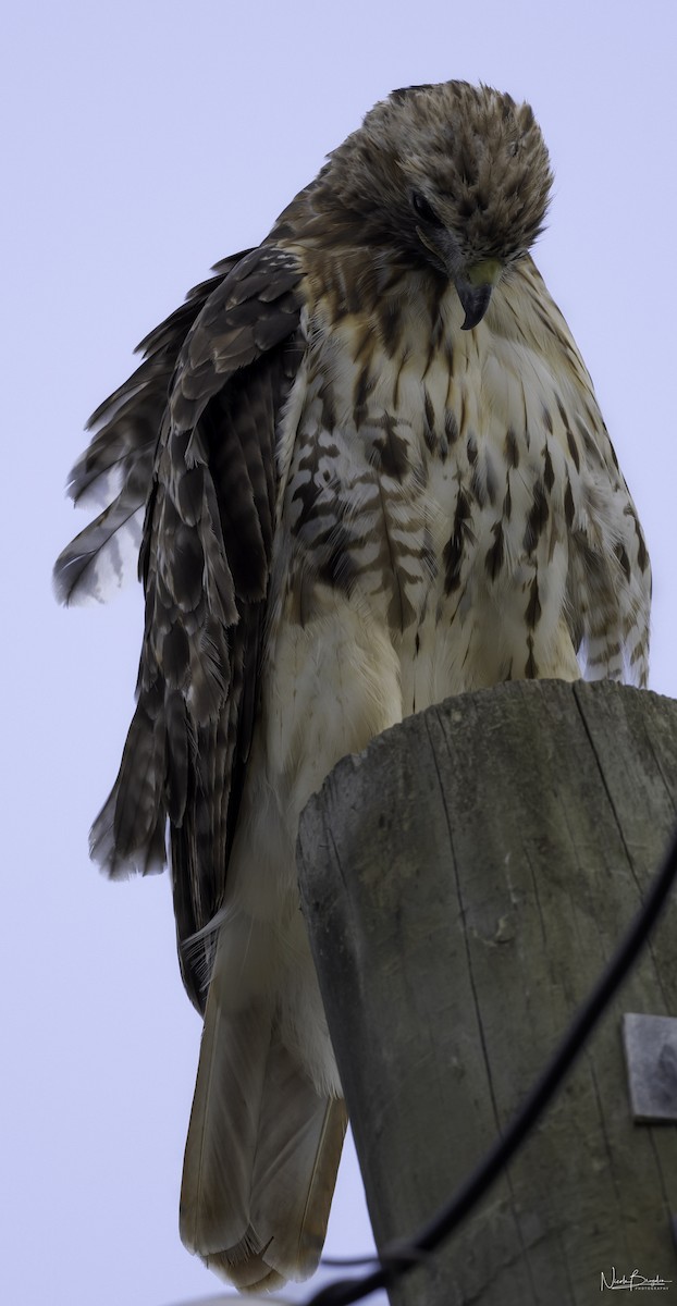 Red-tailed Hawk - ML598505721