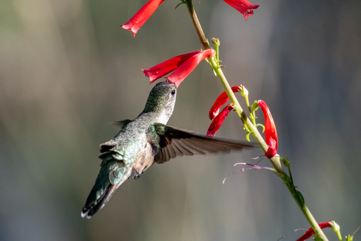 Broad-tailed Hummingbird - Greg Shott