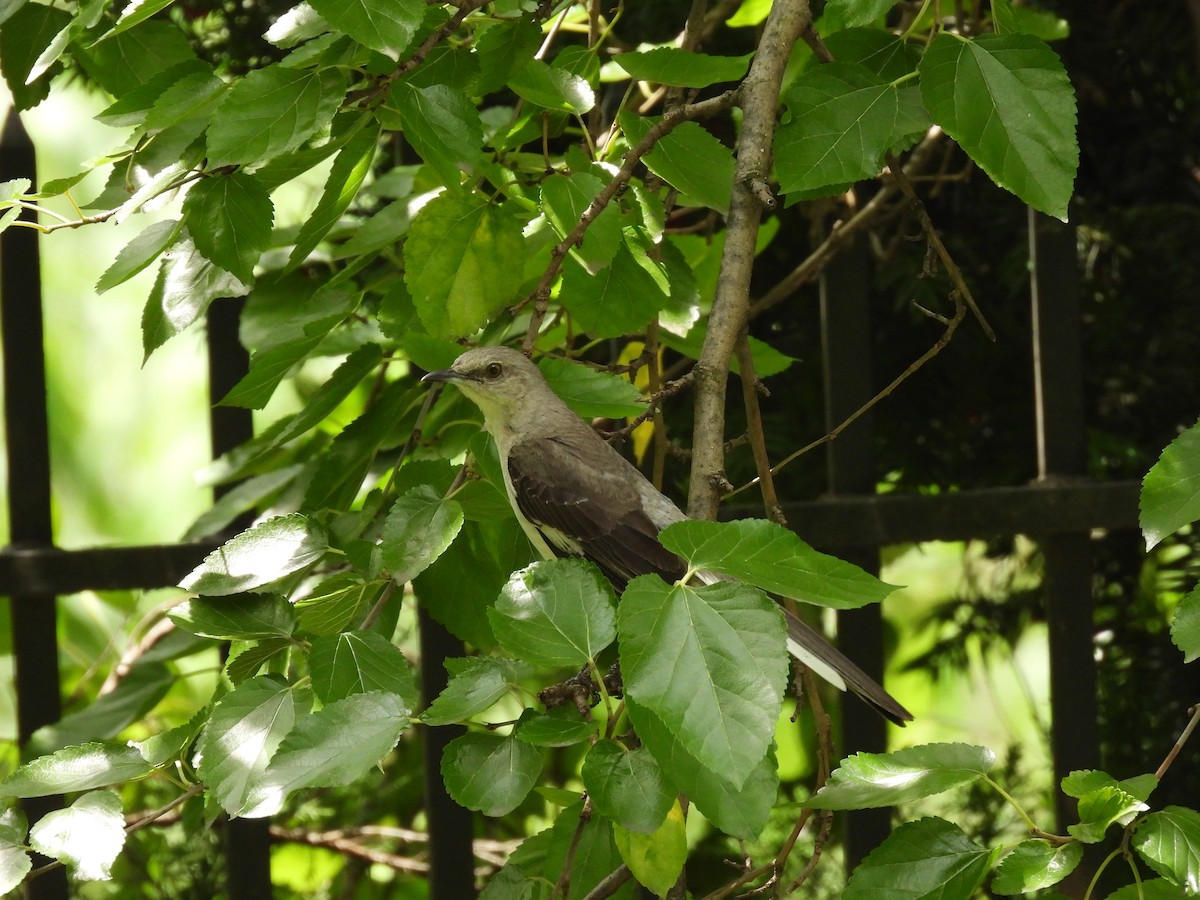 Northern Mockingbird - ML598506121