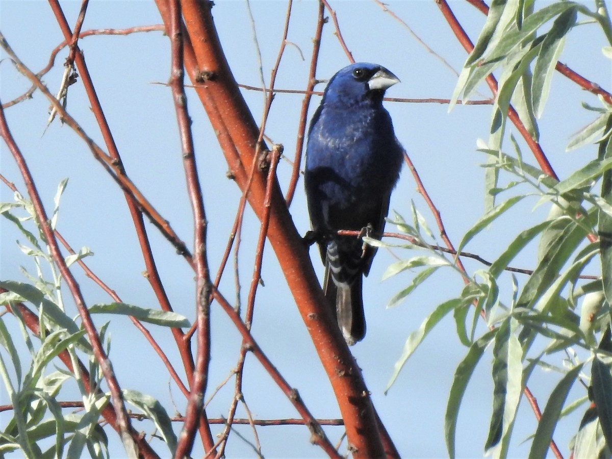 Blue Grosbeak - T B