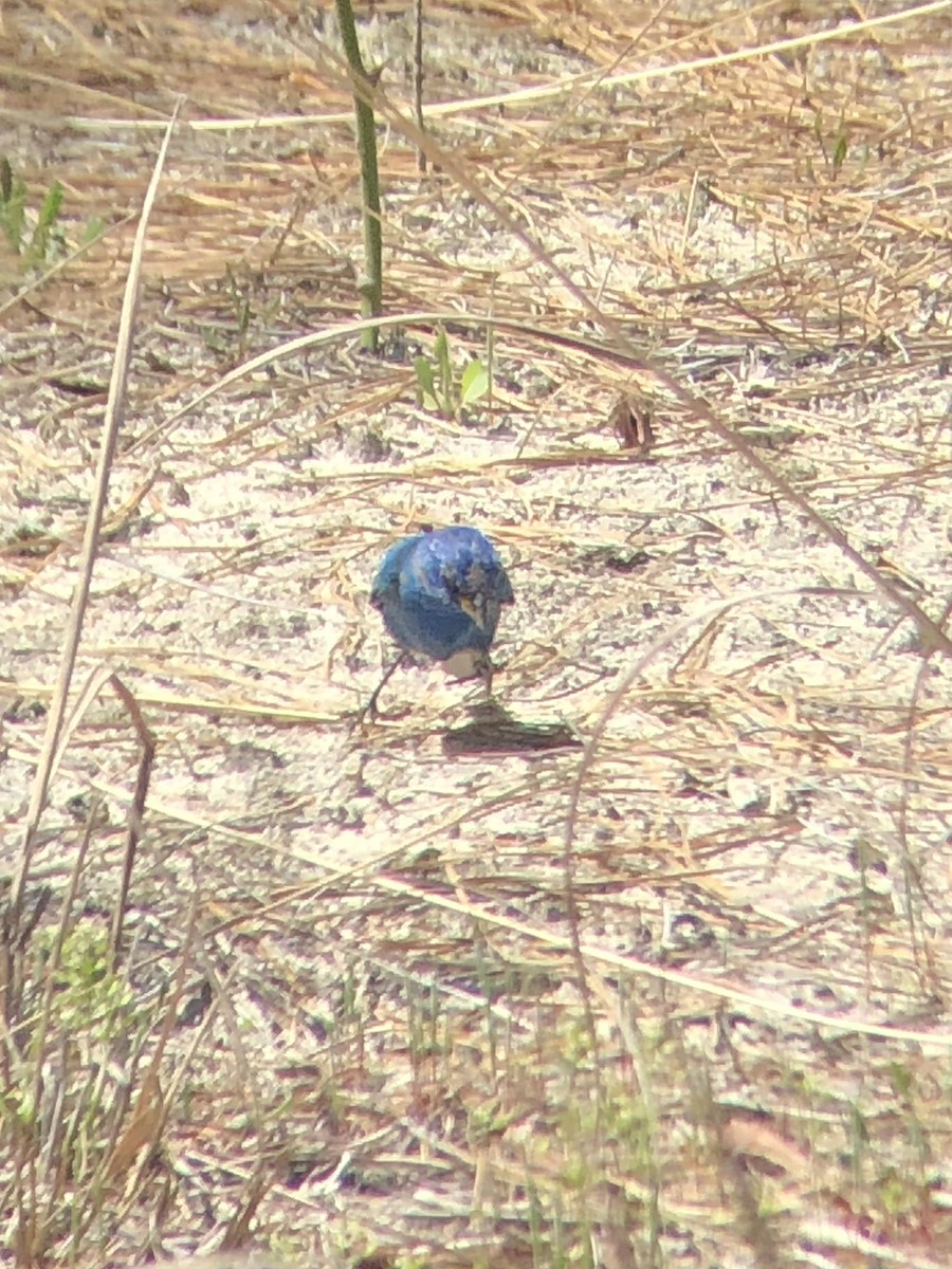 Indigo Bunting - Patty & John Werth