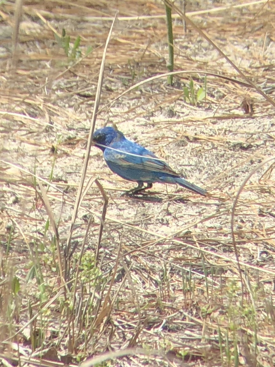 Indigo Bunting - Patty & John Werth