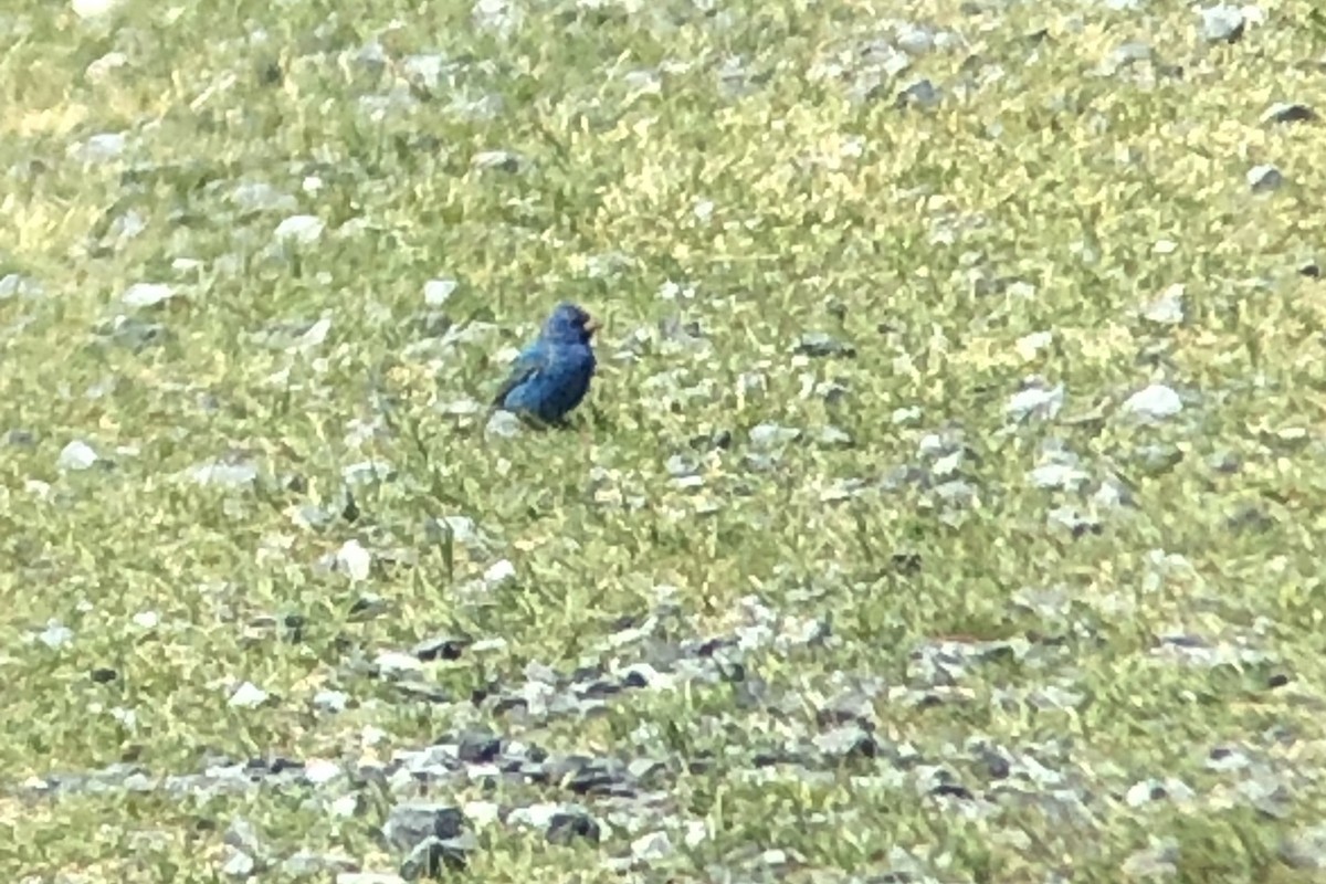 Indigo Bunting - Patty & John Werth