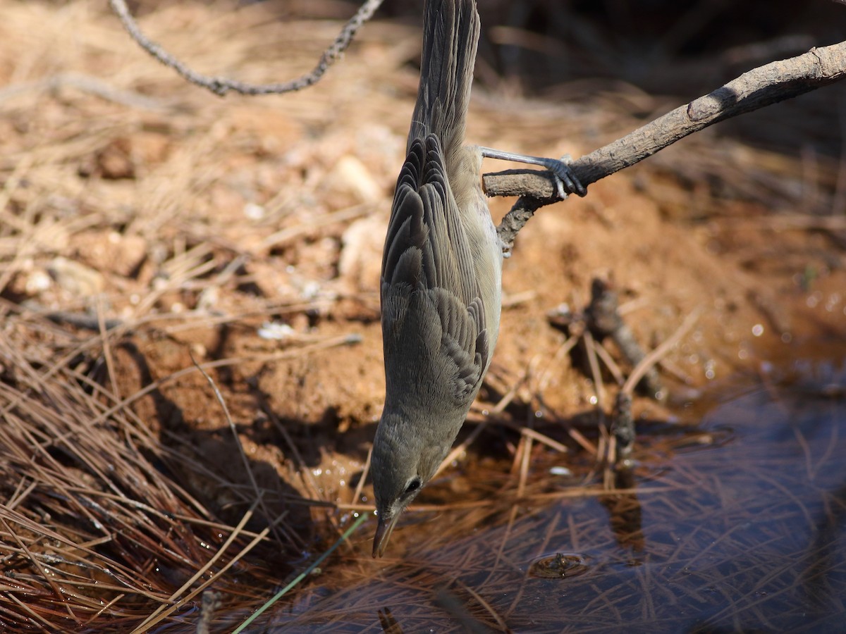 sedmihlásek šedý - ML598507351