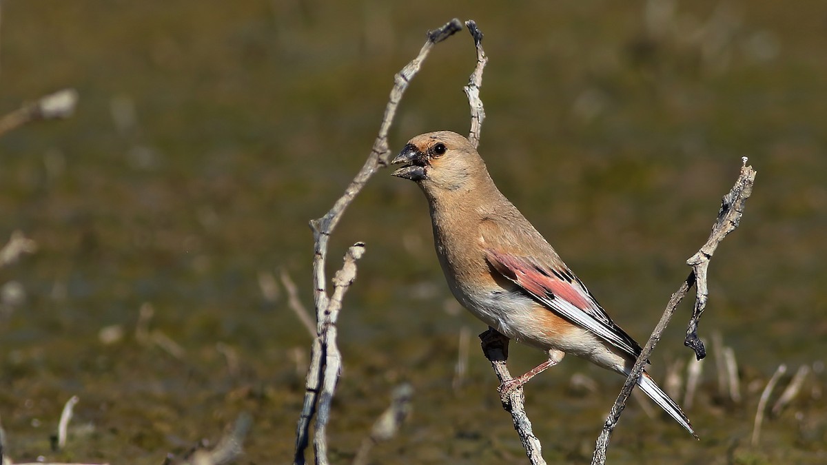 hýl černozobý - ML598507431