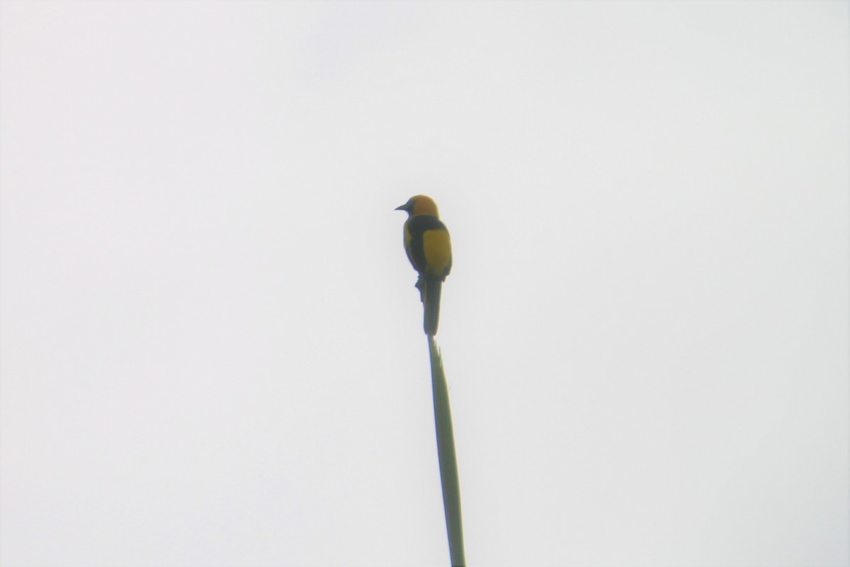 Yellow-tailed Oriole - ML598509031