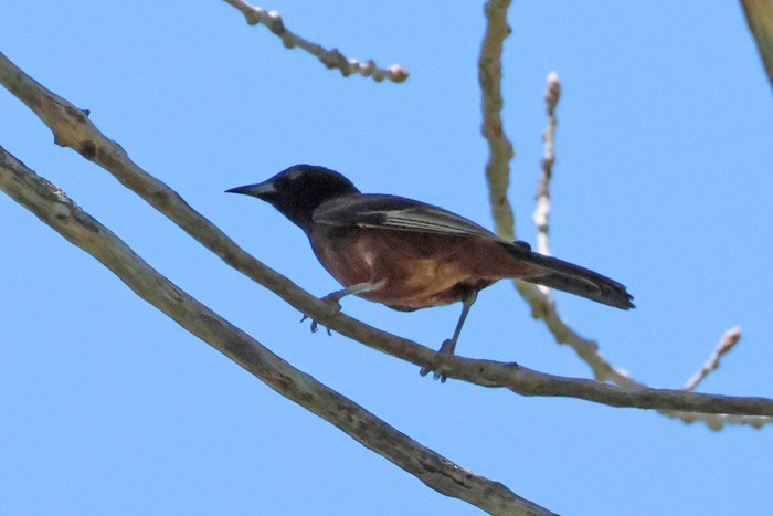 Orchard Oriole - Terry Hibbitts