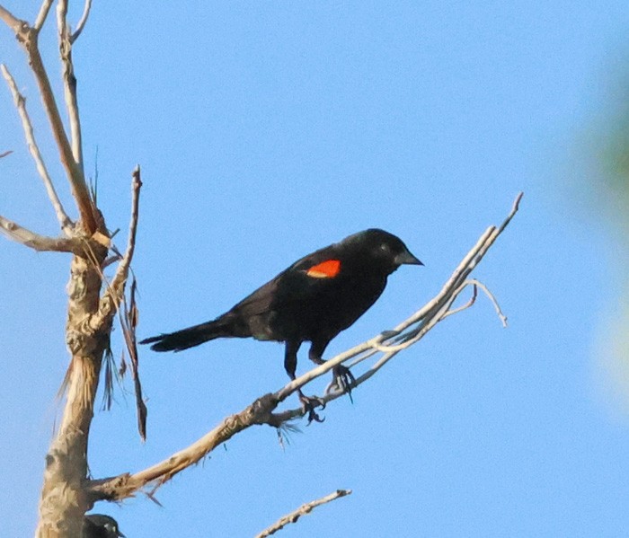 Red-winged Blackbird - Terry Hibbitts