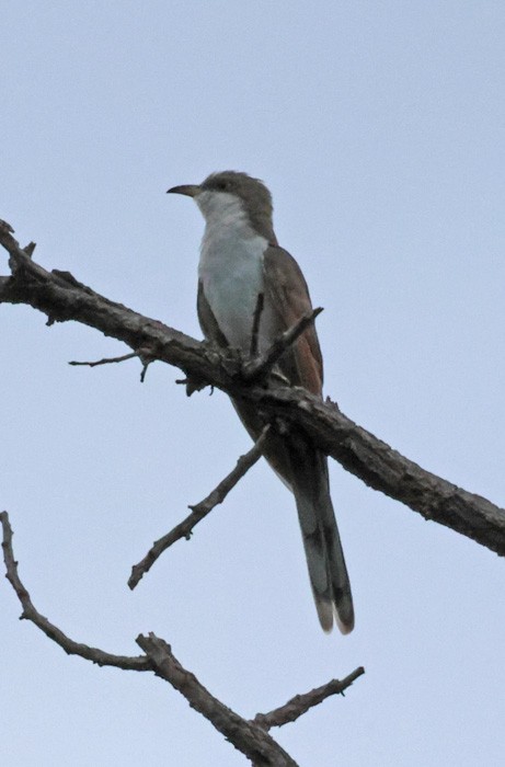 Yellow-billed Cuckoo - Terry Hibbitts