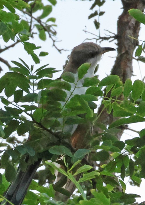 Yellow-billed Cuckoo - ML598510221