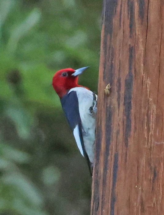 Red-headed Woodpecker - ML598510311