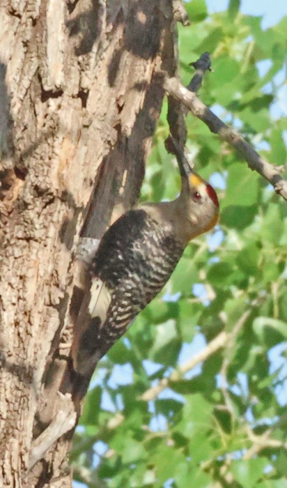 Golden-fronted Woodpecker - ML598510421