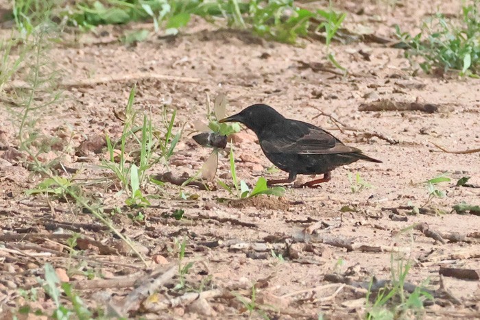 European Starling - ML598510541