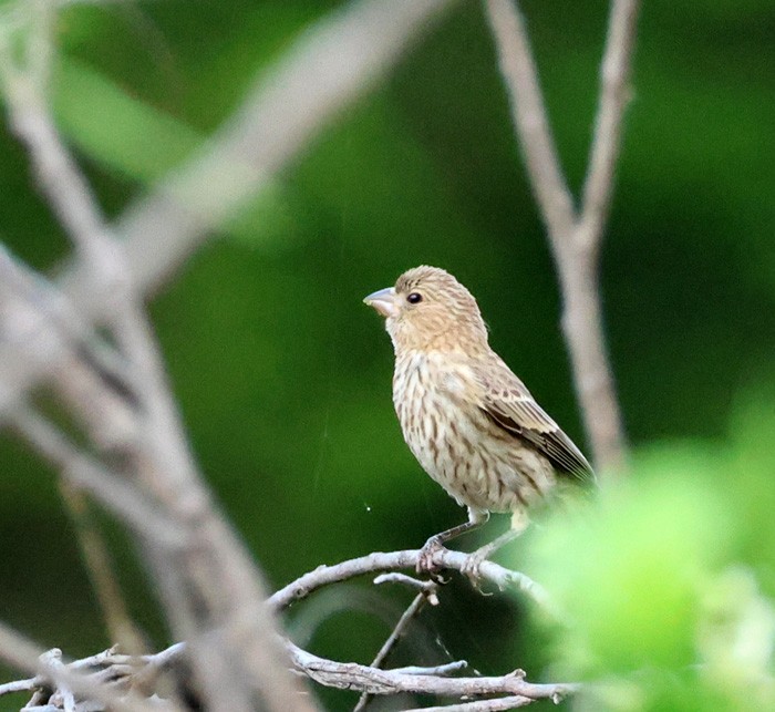 House Finch - ML598510651