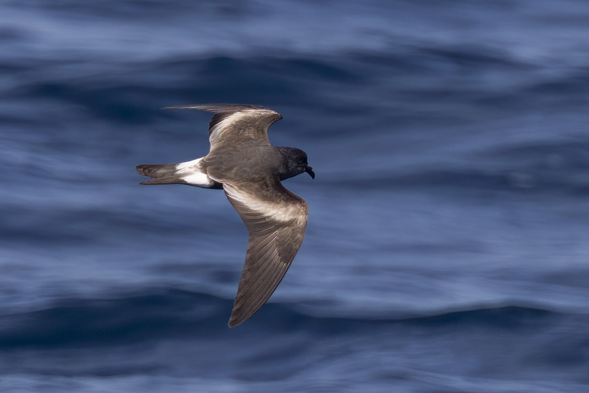 Leach's Storm-Petrel - Eric Ellingson