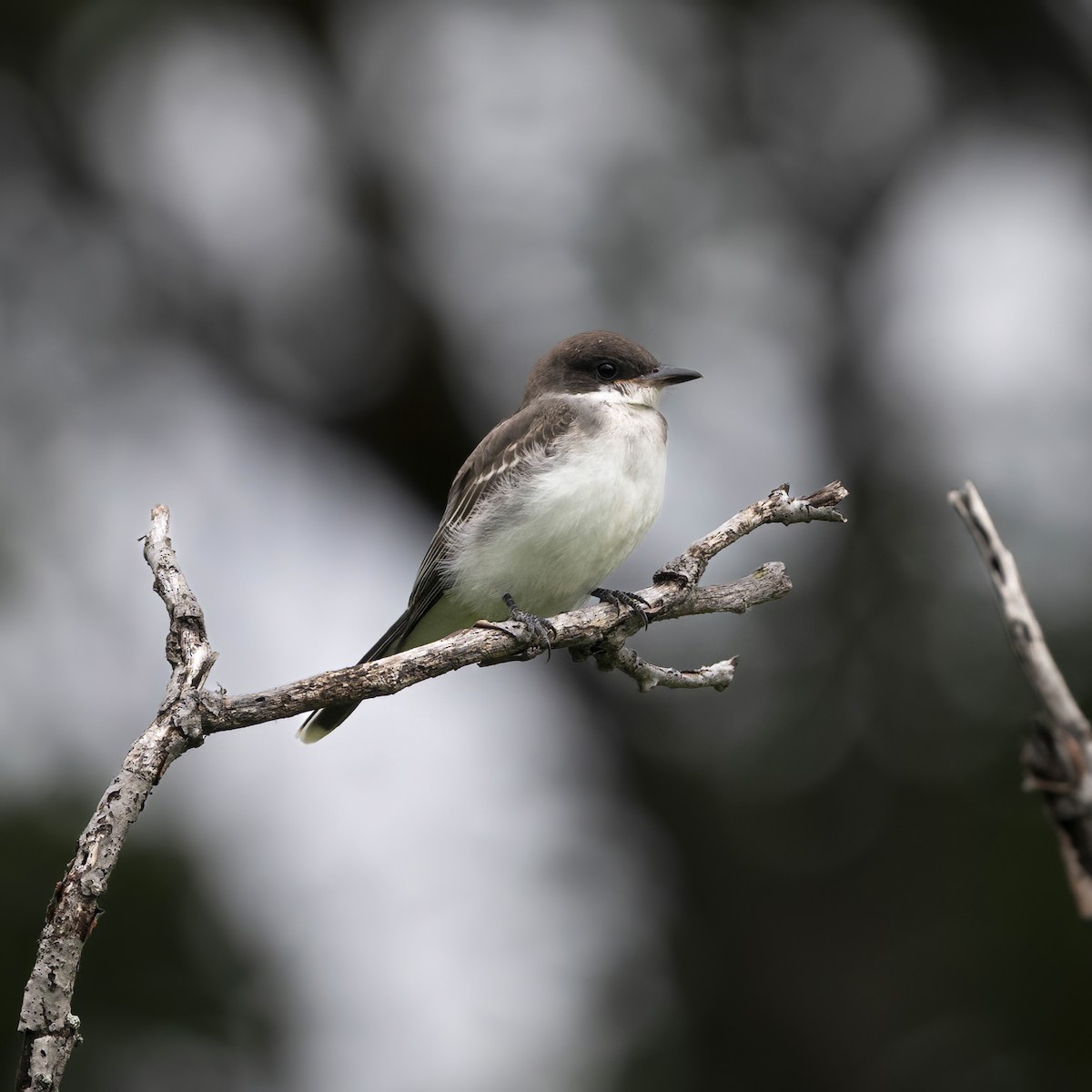 Eastern Kingbird - ML598511441