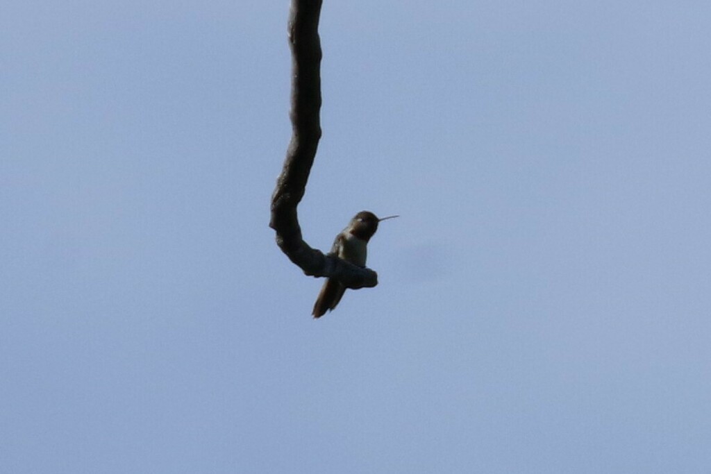 Broad-tailed Hummingbird - Aidan Flinn