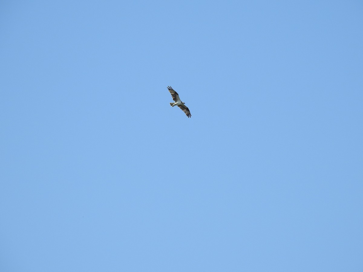 Osprey - ML598511991