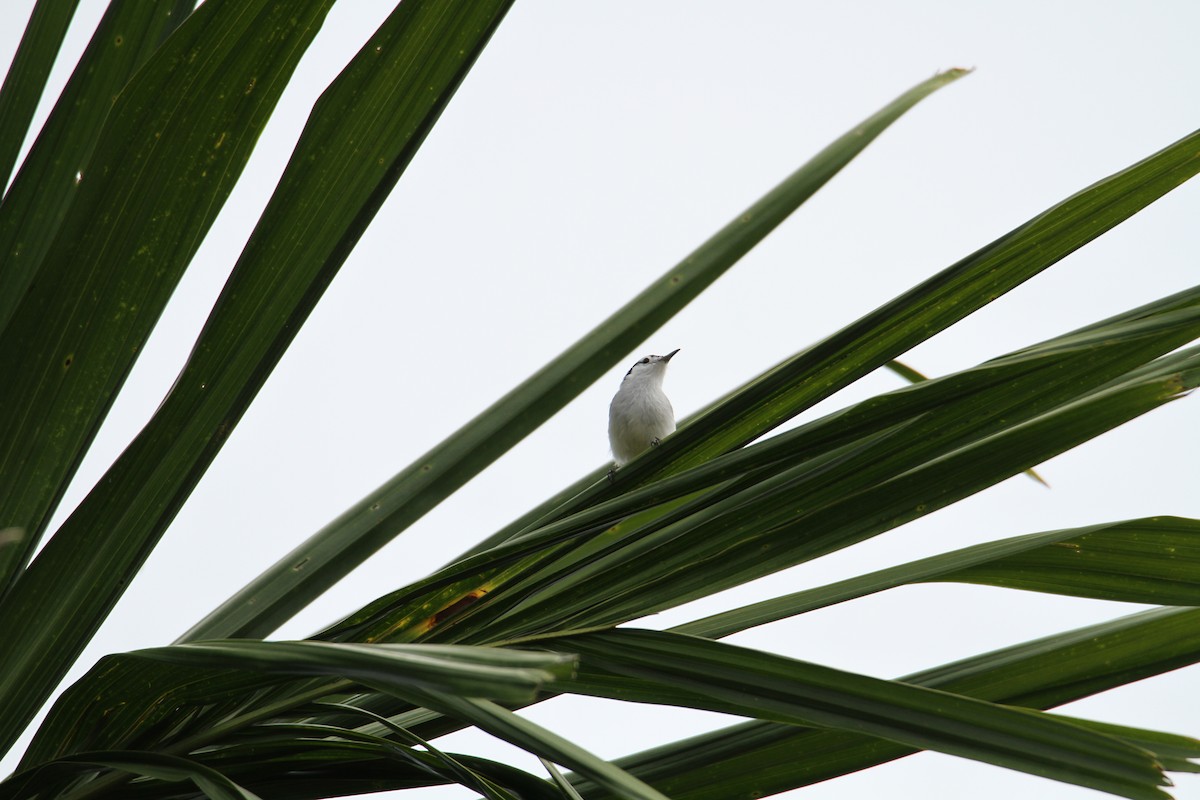 White-browed Gnatcatcher - ML598512131