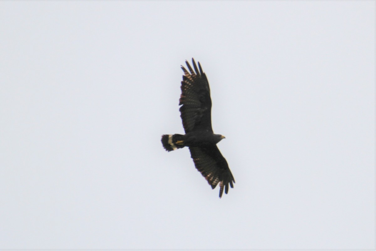 Zone-tailed Hawk - ML598512501