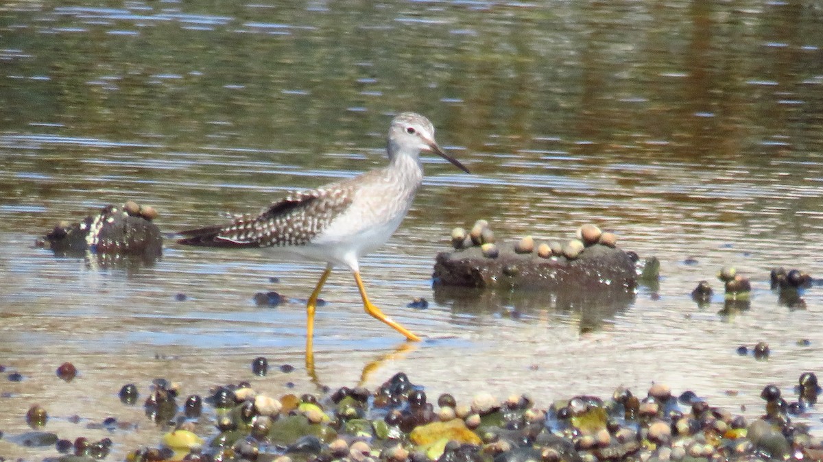 Lesser Yellowlegs - ML598512881