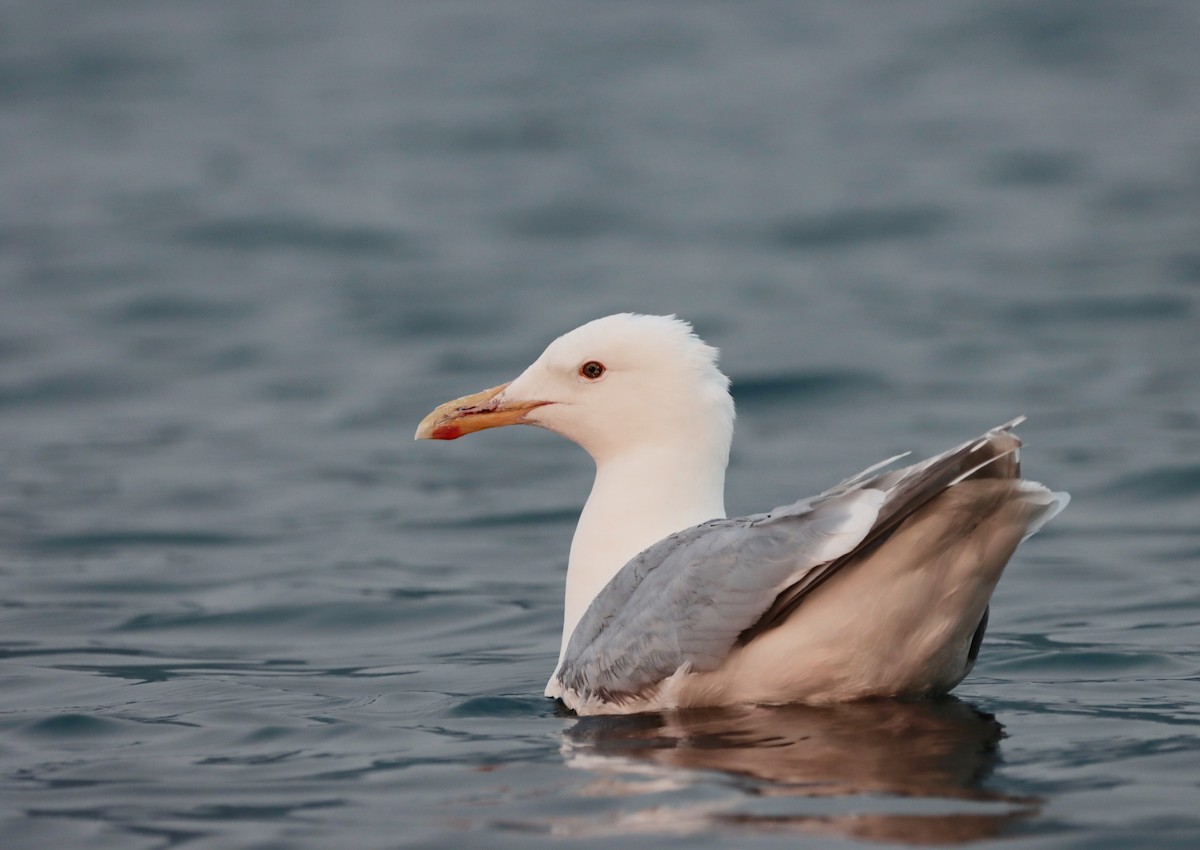 Glaucous-winged Gull - ML598513121