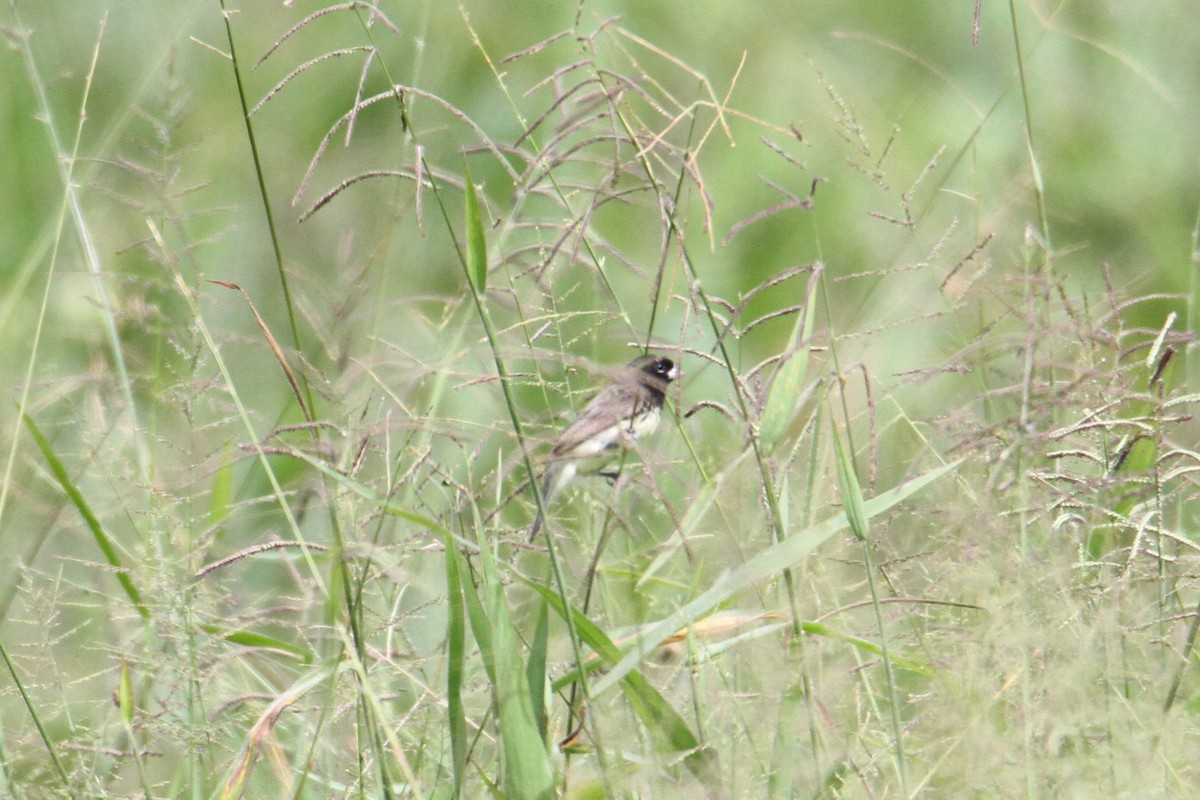 Yellow-bellied Seedeater - ML598513181
