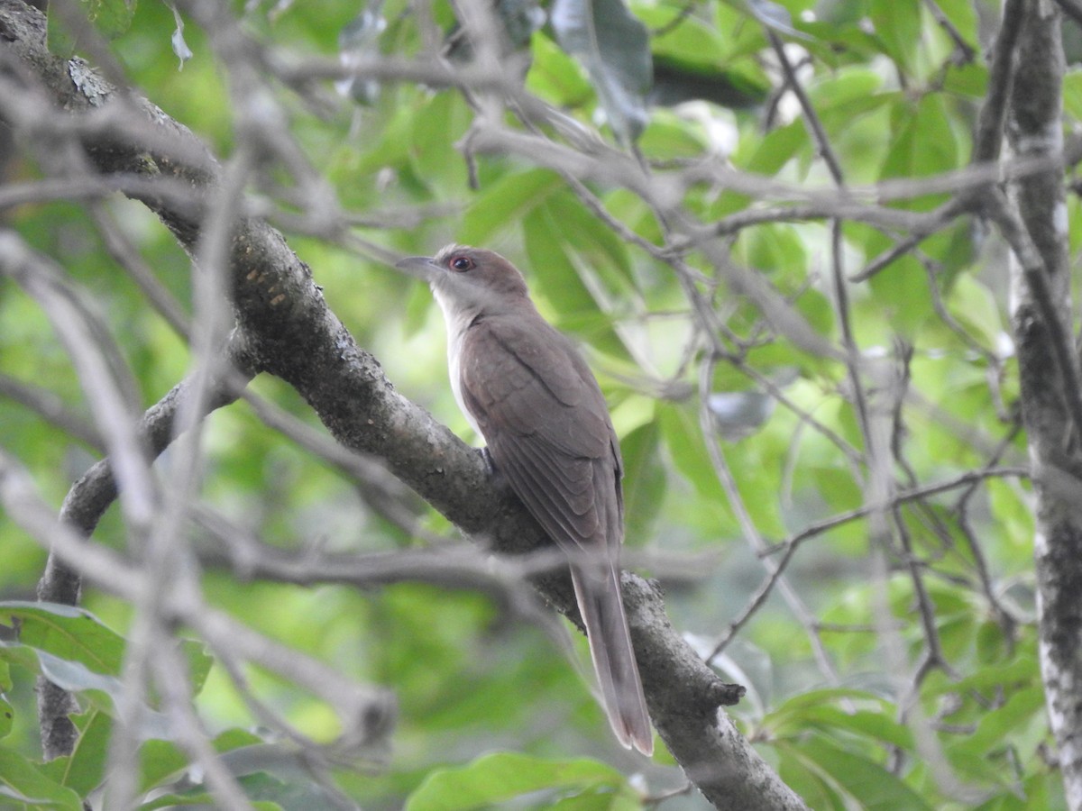 Black-billed Cuckoo - ML598513251