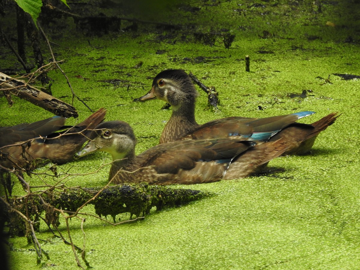 Wood Duck - ML598513361