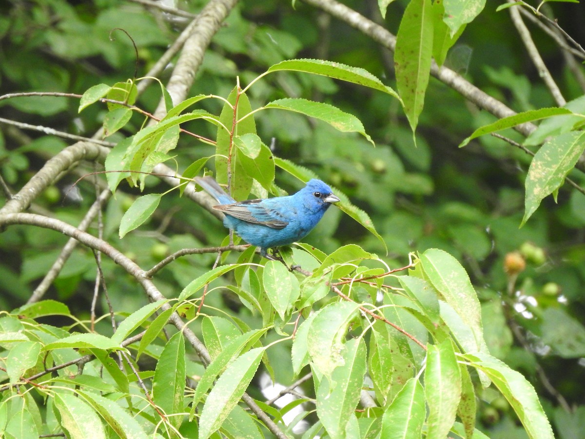 Indigo Bunting - Daniel Nelson