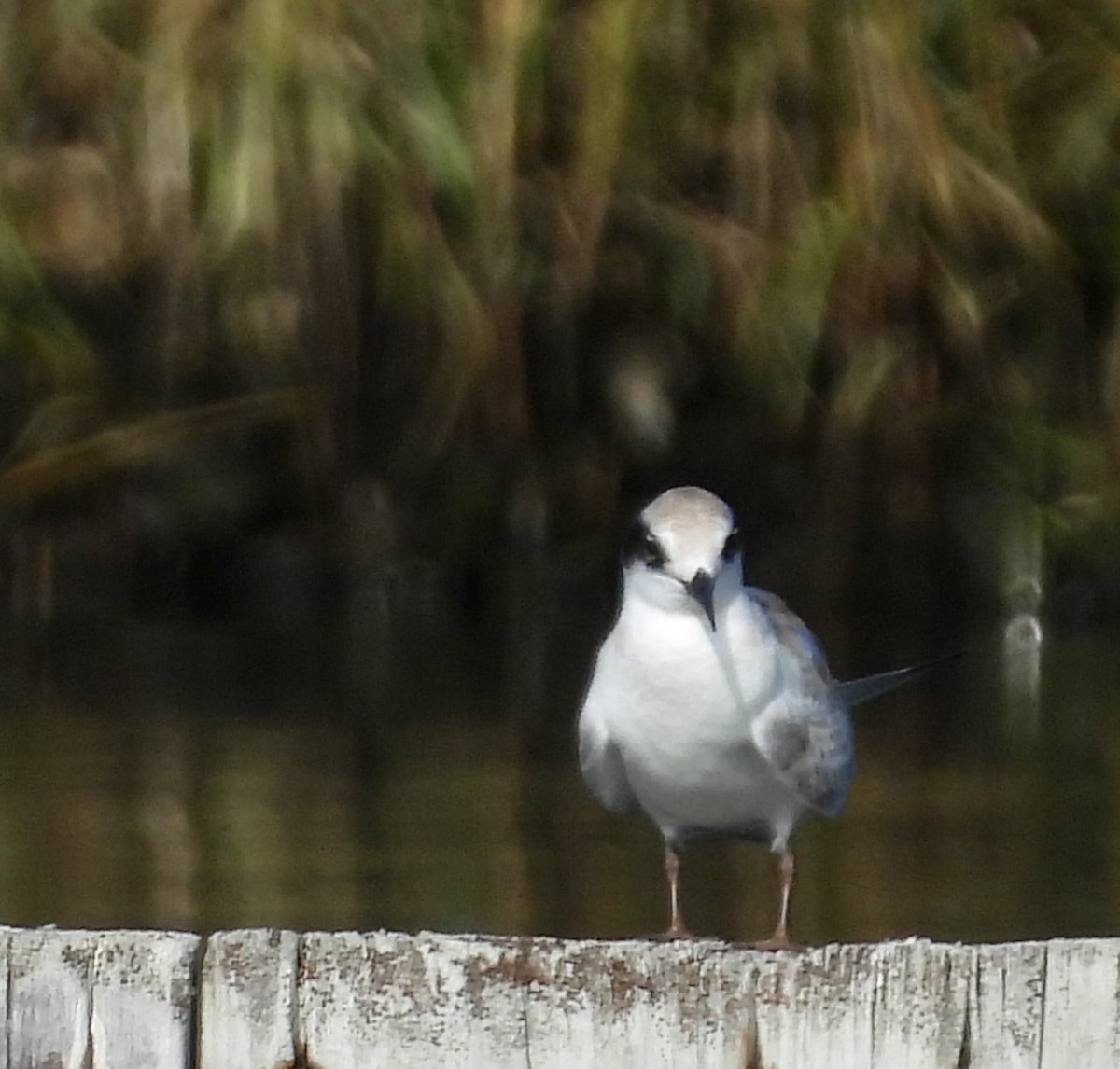 Forster's Tern - ML598513701