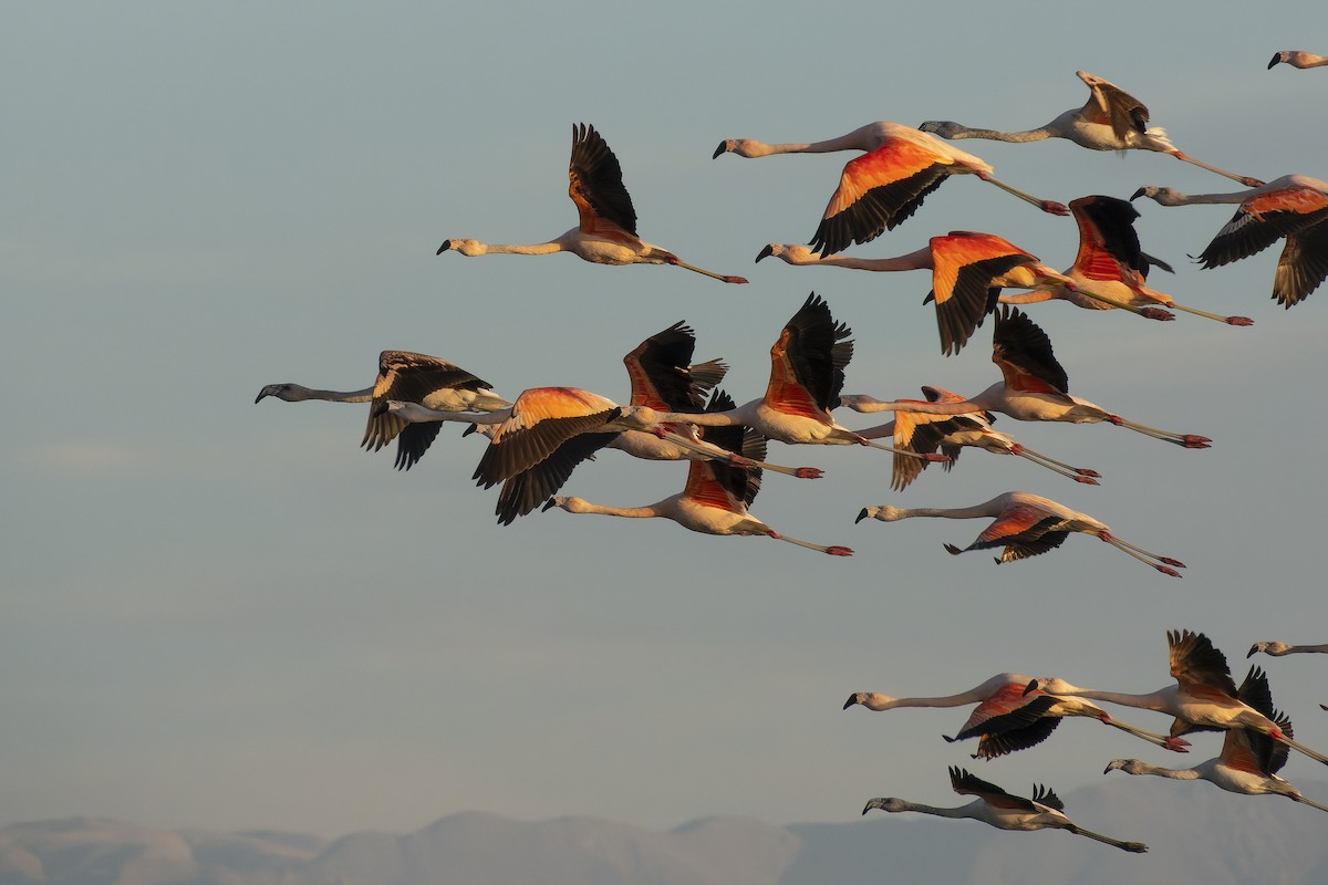 Chilean Flamingo - Silvio Montani