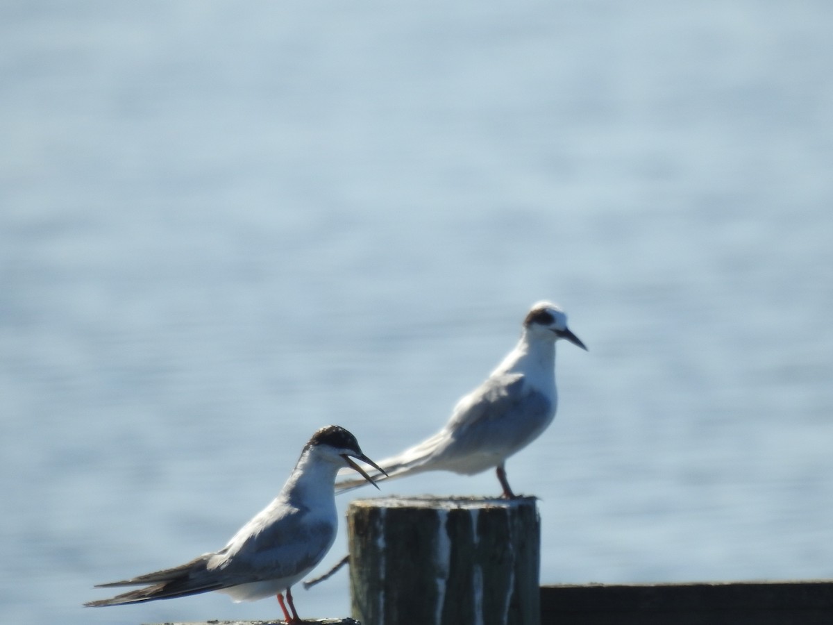 Forster's Tern - ML598513851