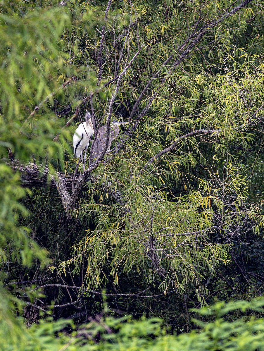 Wood Stork - ML598513921