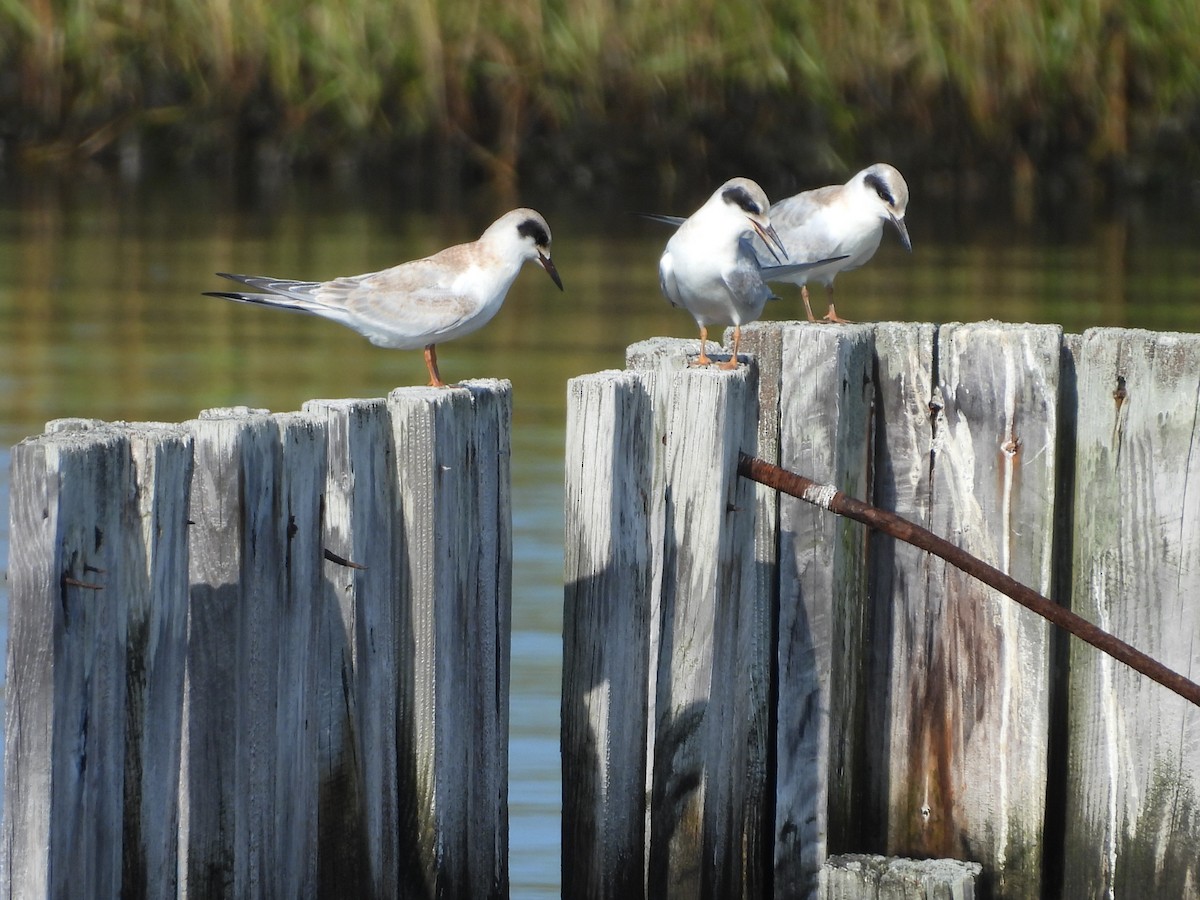 Forster's Tern - ML598514561