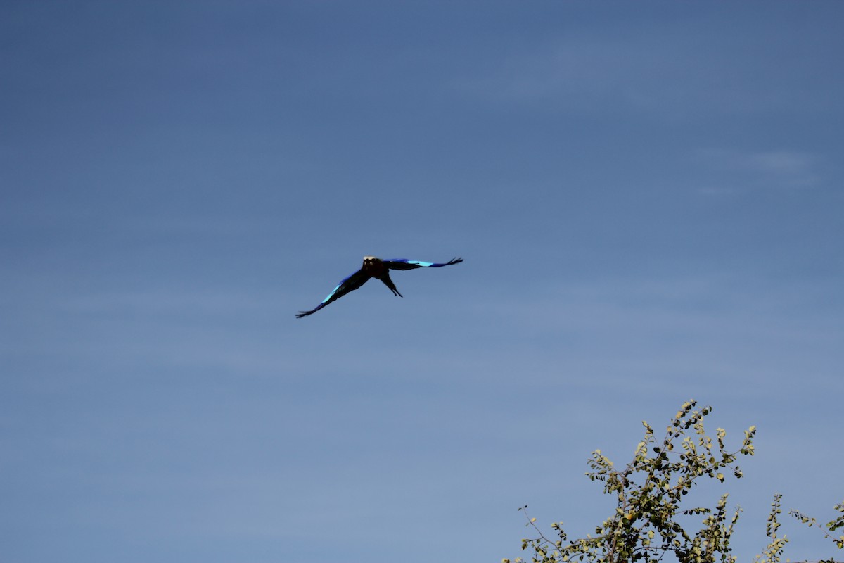 Lilac-breasted Roller (Lilac-breasted) - ML598514891