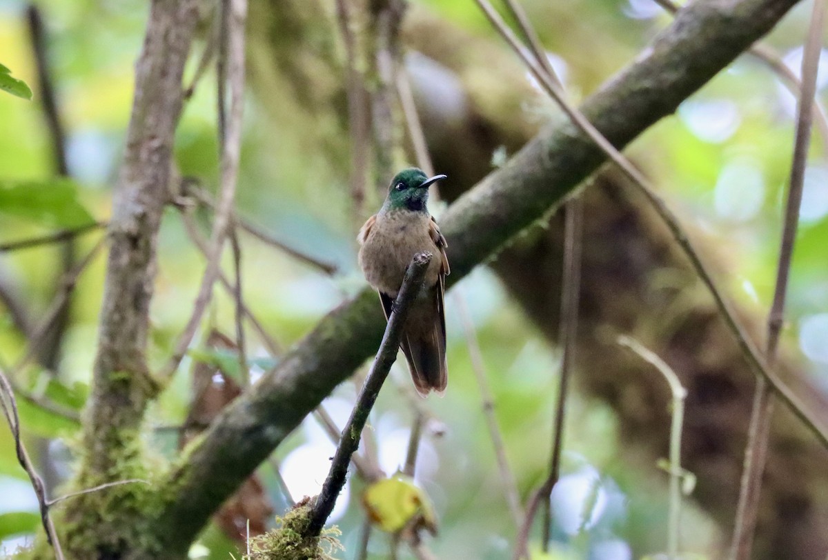 Fawn-breasted Brilliant - ML598516241