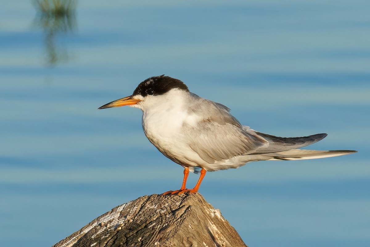 Forster's Tern - ML598516871