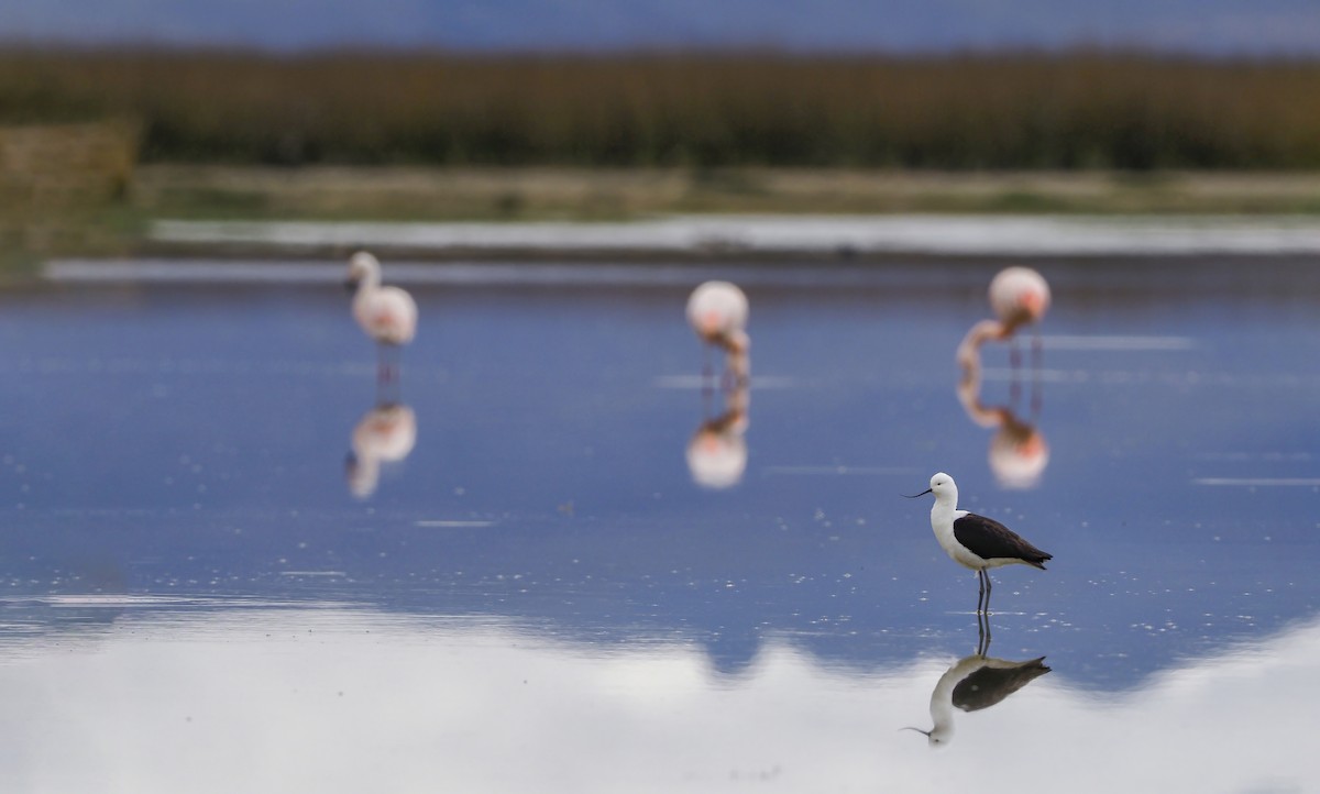 Andean Avocet - ML598517411