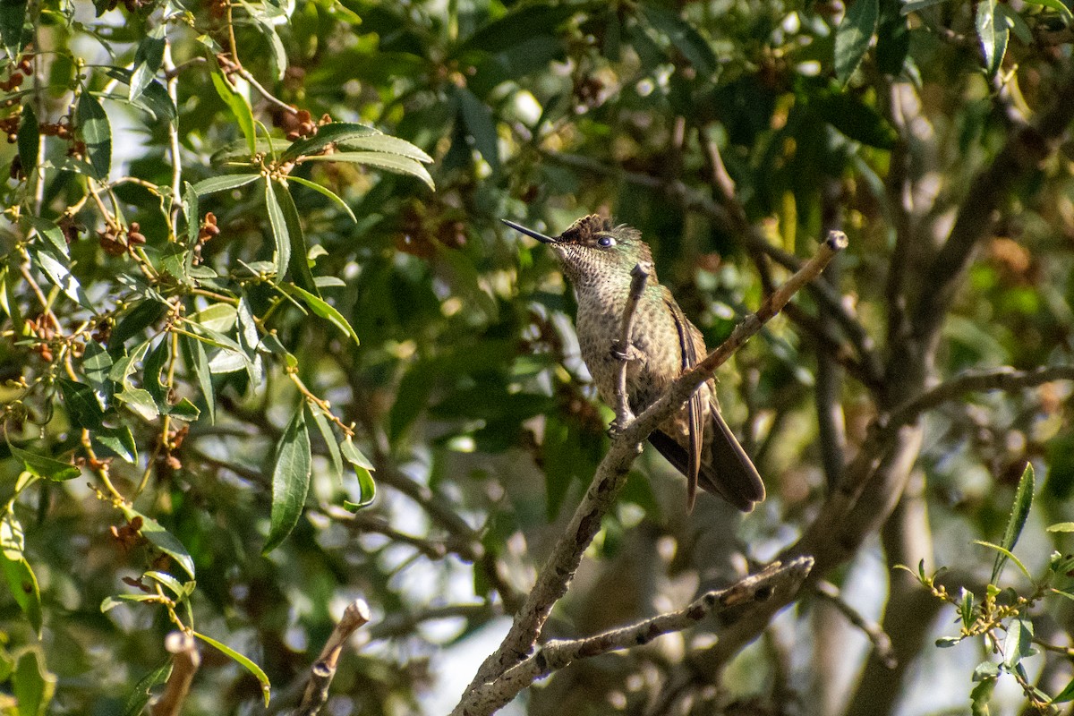 Green-backed Firecrown - ML598518421