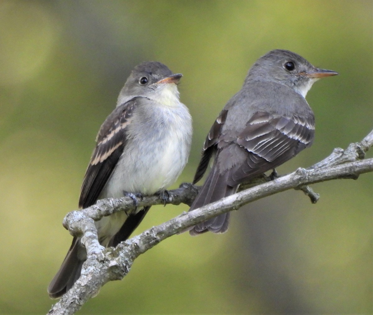 Eastern Wood-Pewee - ML598519211