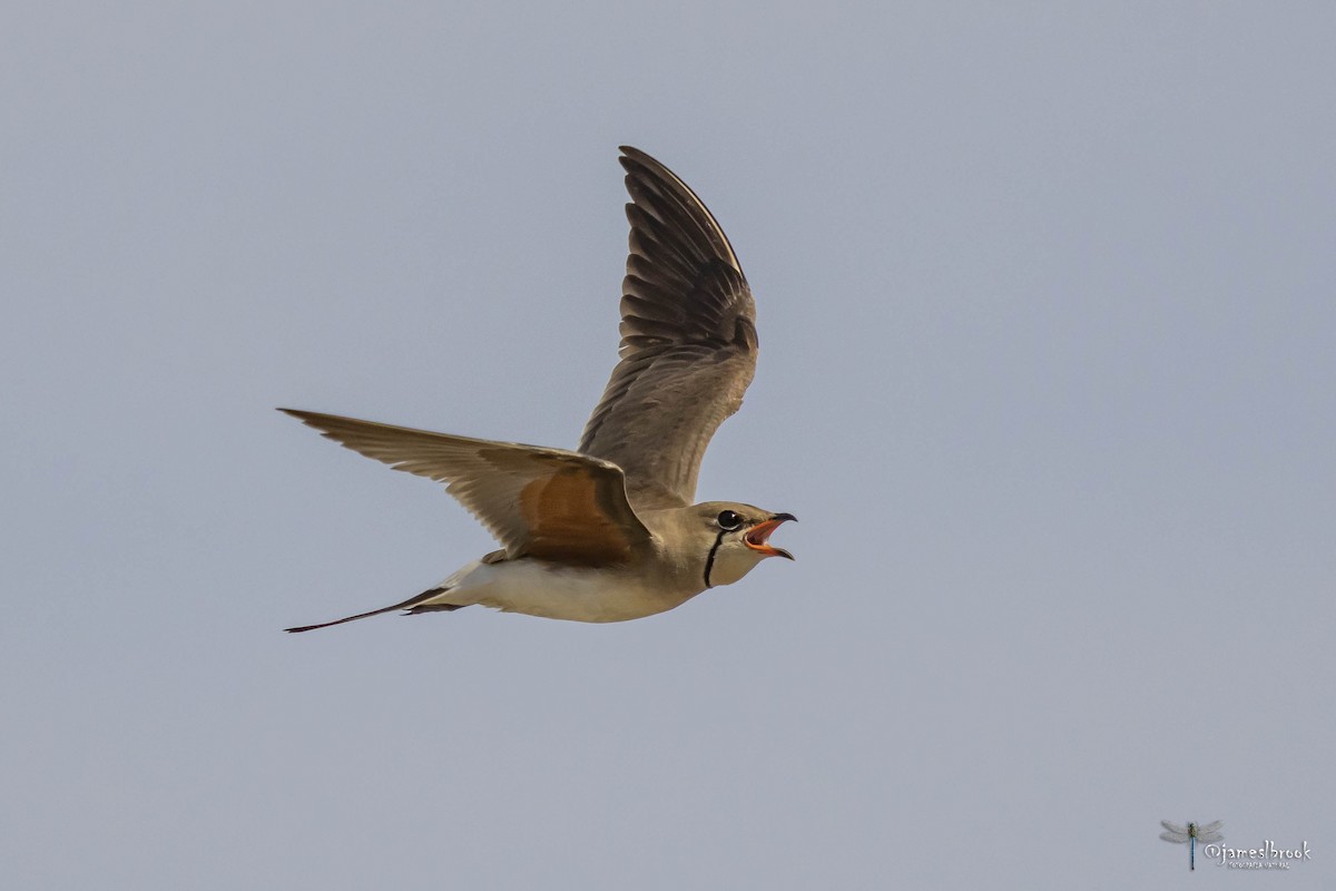 Collared Pratincole - ML598519931