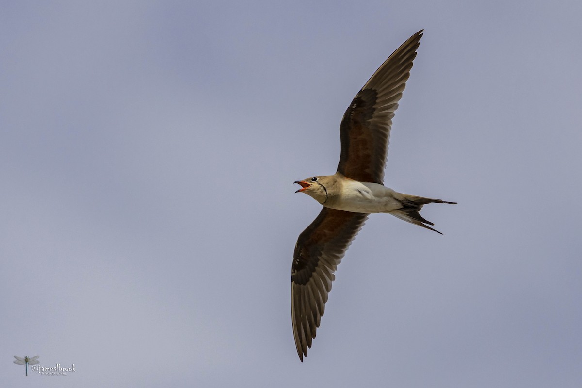 Collared Pratincole - ML598519941