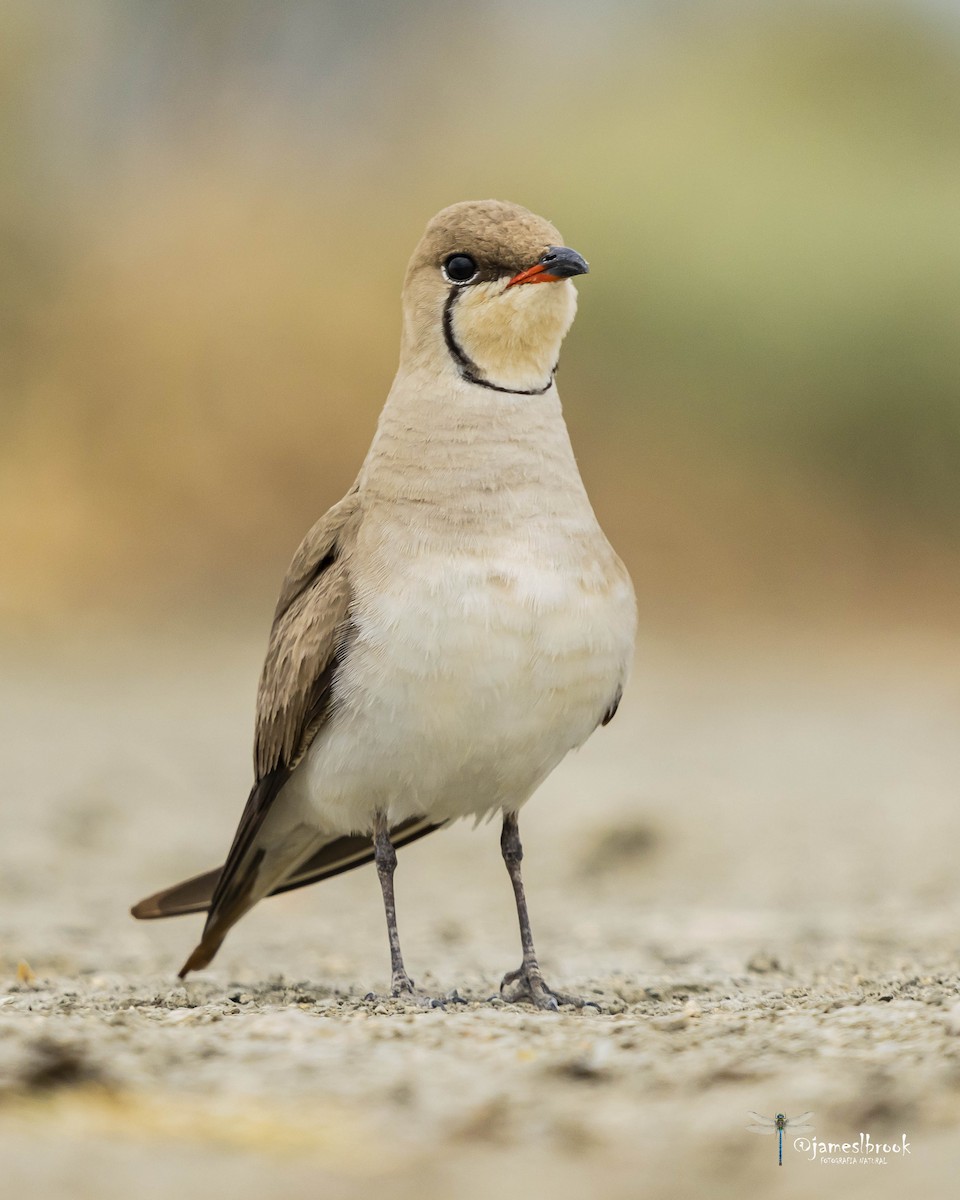 Collared Pratincole - ML598519951