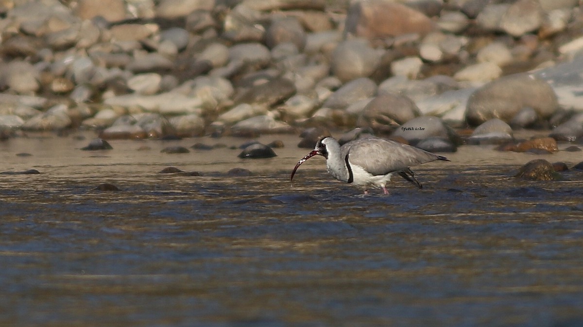 Ibisbill - ML598520151