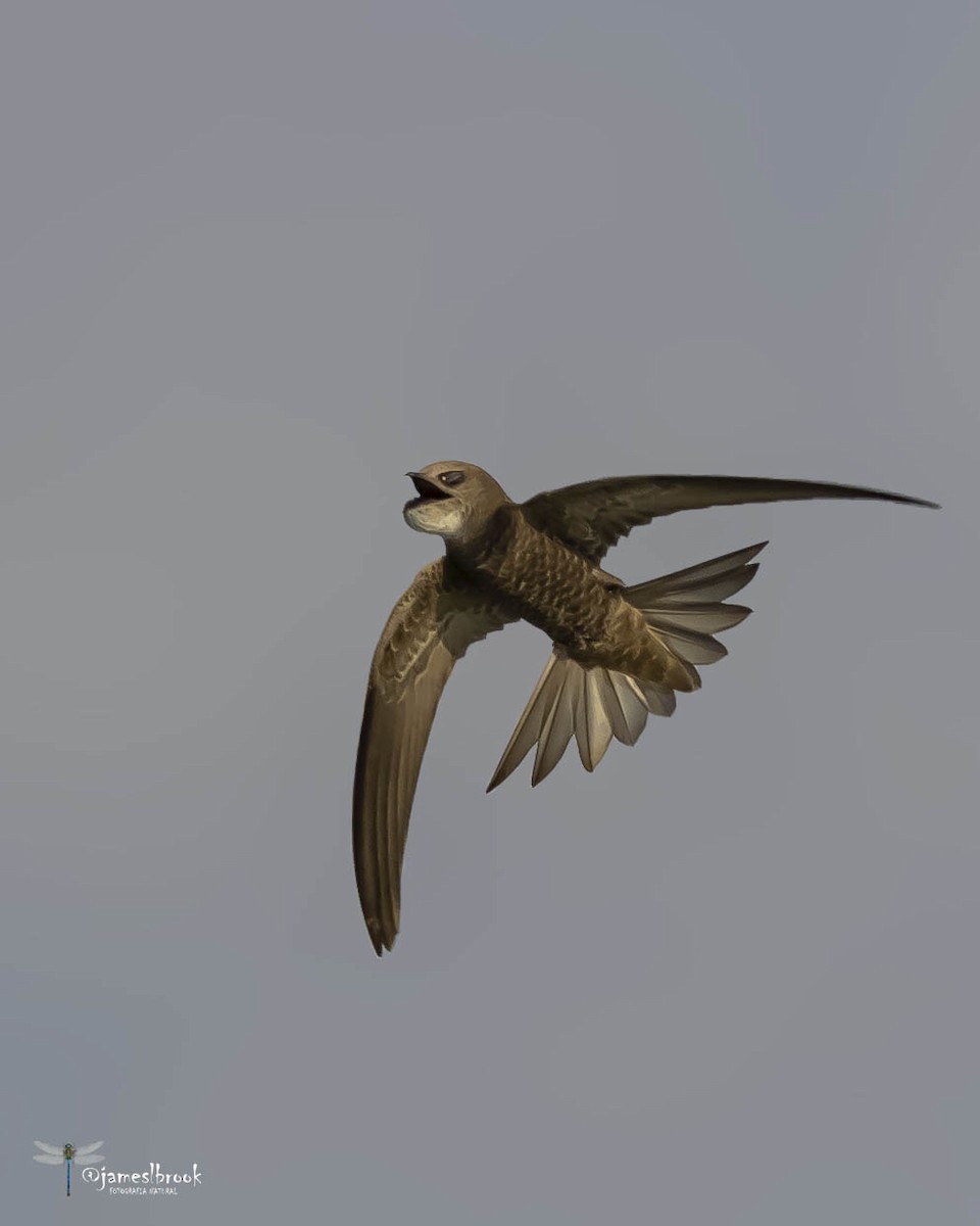 Pallid Swift - ML598520181