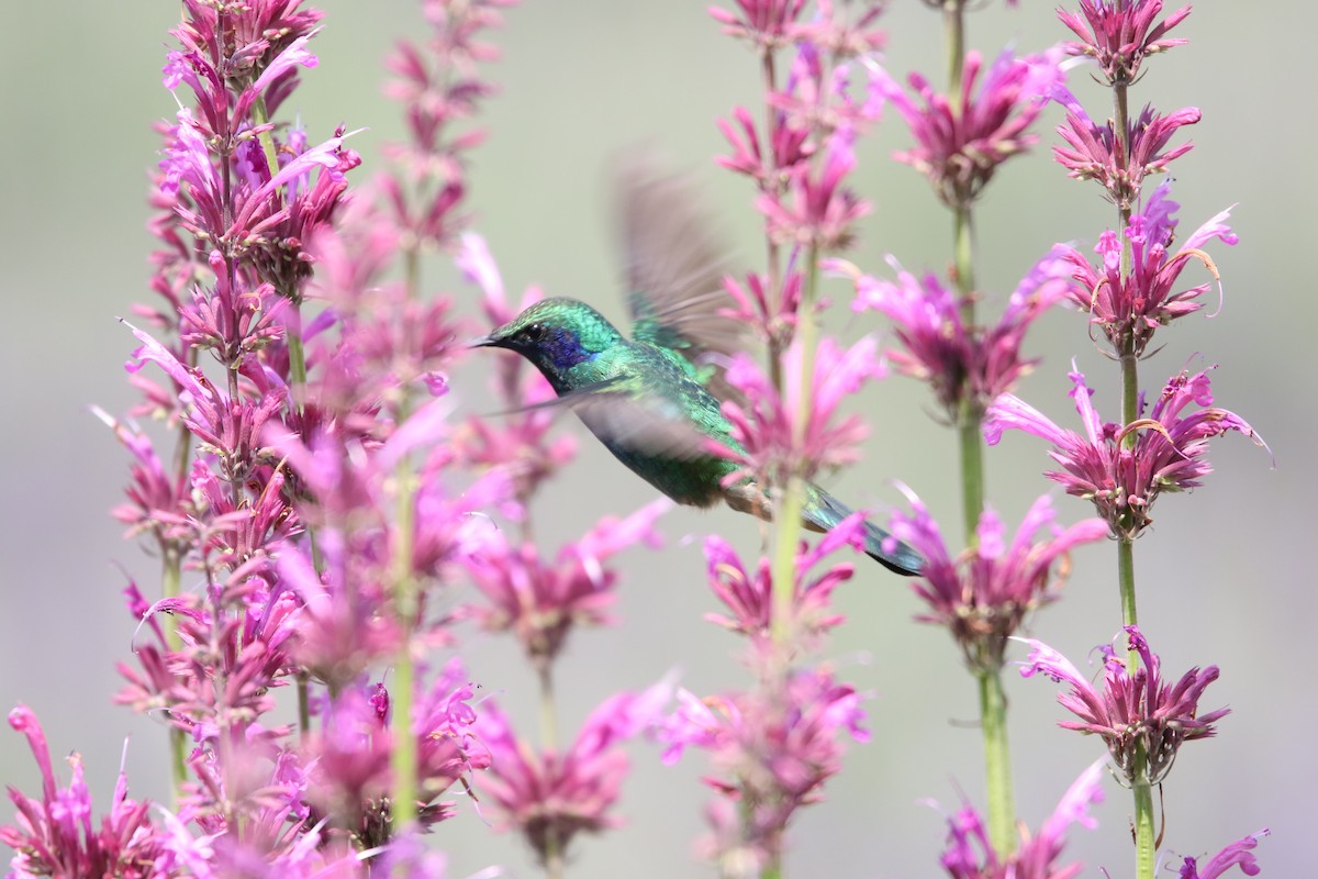 Mexican Violetear - ML598520301